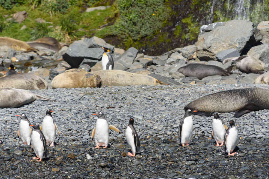 Pingüino Gentoo - islas Georgias del Sur 07.jpg